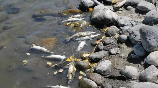 In recent days, officials have documented over 2,000 dead Mountain Whitefish on some stretches of the Yellowstone. Photo: CNN