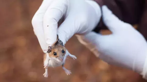 White-footed mice are efficient transmitters of Lyme disease in the Northeast. They infect up to 95 percent of the ticks that feed on them. But it's people who create the conditions for Lyme outbreaks by building homes in the animals' habitat. Photo: Stephen Reiss, NPR