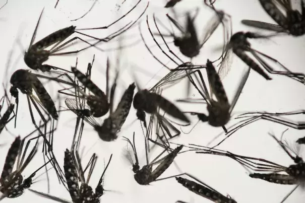 The mosquito that typically transmits Zika — the Aedes aegypti. Photo: Felipe Dana / Associated Press