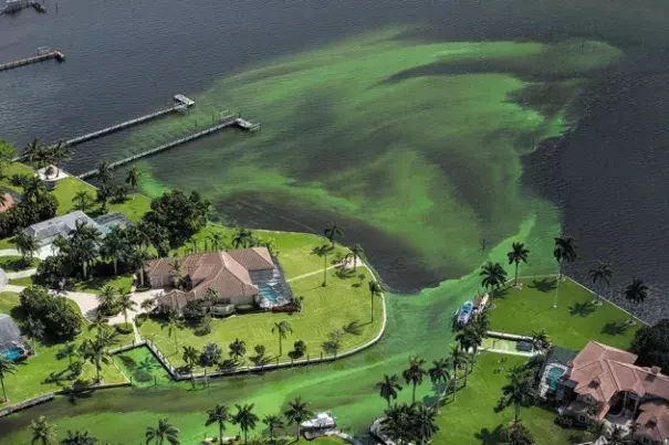 An algal bloom in Stuart, Florida, in June led to a state of emergency. Photo: Greg Lovett, Palm Beach Post