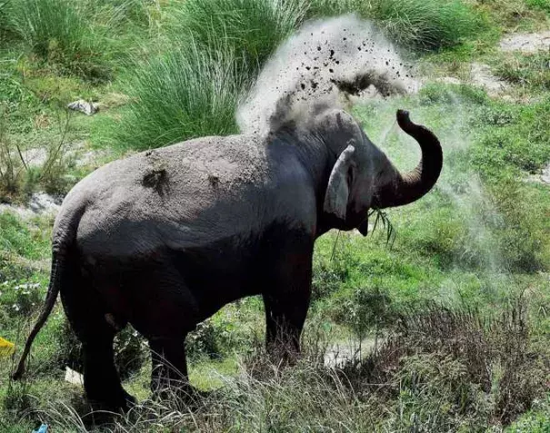 An elephant splashes cold mud to get respite from hot weather on the banks of Yamuna river in New Delhi on Friday. Photo: PTI