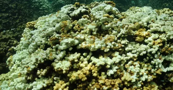 The white parts of the coral are bleached; the patchy brown bits have recently died and are just beginning to get covered in an algal fuzz. Credit: Shreya Yadav, J. Madin Lab/Hawaii Institute of Marine Biology at the University of Hawaii
