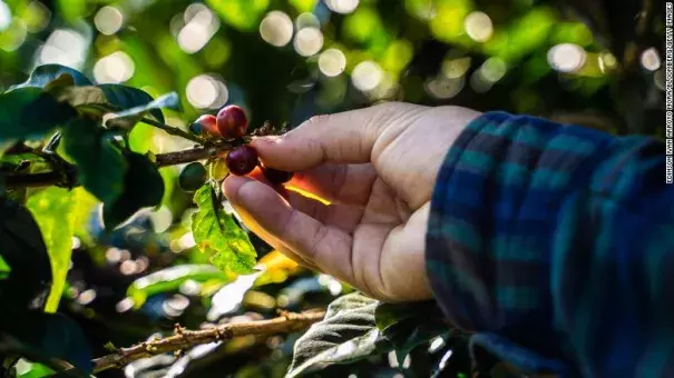 A worker picks coffee cherries during a harvest in Colombia. (Credit: Edinson Ivan Arroyo Mora - Bloomberg/Getty Images)