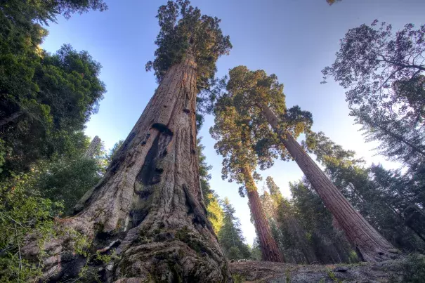 bark beetle climate change