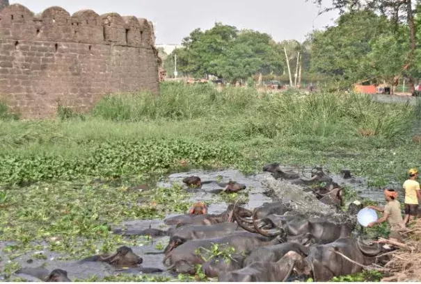Beating the heat: Buffalos cooling off in a puddle of water in the moat of the Kalaburagi Fort on Sunday. Photo: Arun Kulkarni