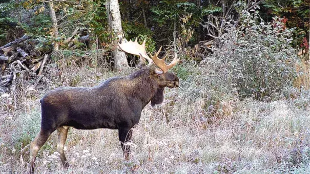 Bull moose. Photo: DNR