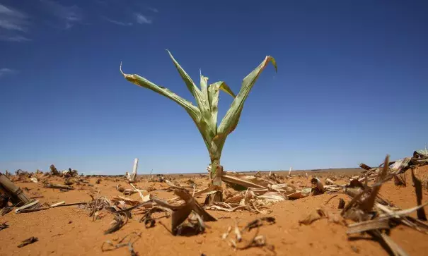 A maize plant among other dried maize in a field in Hoopstad in the Free State province, South Africa. The country suffered its driest year on record in 2015. Photo: Siphiwe Sibeko, Reuters