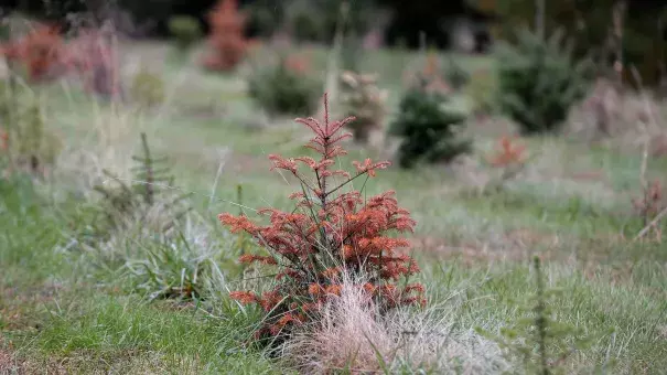 Shafer says that maybe 30 percent of the trees that she planted made it through the summer drought, a problem that will be felt the most in 10 years when the trees were supposed to be ready to sell.