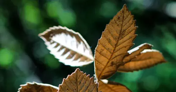 The leaves of a dead oak tree in Tomales Bay State Park in Marin County, Calif. Photo: Gabrielle Lurie for The New York Times