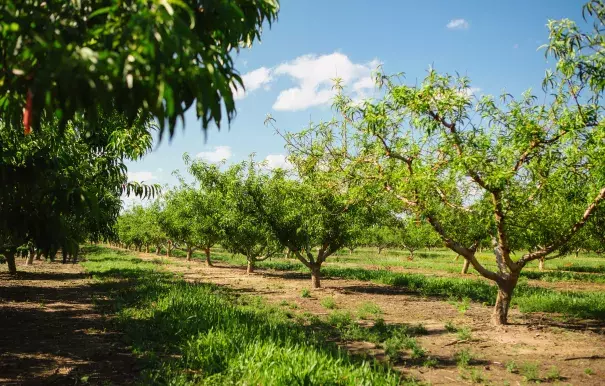 Fruitless peach trees at Pearson Farm in Fort Valley, Ga., about 100 miles south of Atlanta. A double punch of unseasonably warm winter weather and an ill-timed freeze devastated the peach crop. Photo: Maura Friedman, The New York Times