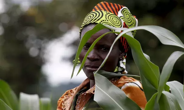 A farmer surveys her maize fields in Dowa, near the Malawi capital of Lilongwe, earlier this month. The country is experiencing its first maize shortage in a decade, causing prices to soar. Photo: Mike Hutchings, Reuters