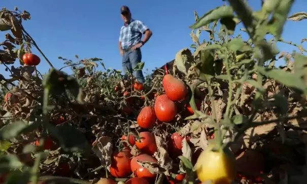 California usually produces about 30% of the world’s processing tomatoes (Photograph Credit: Nathan Frandino/Reuters)