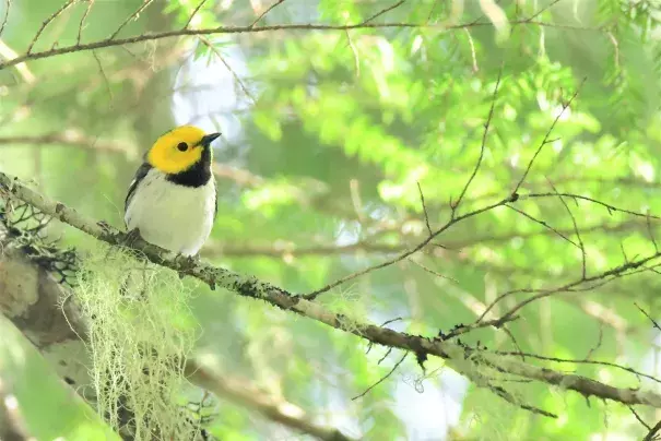 Hermit Warbler. Photo: Oregon State University, Flickr