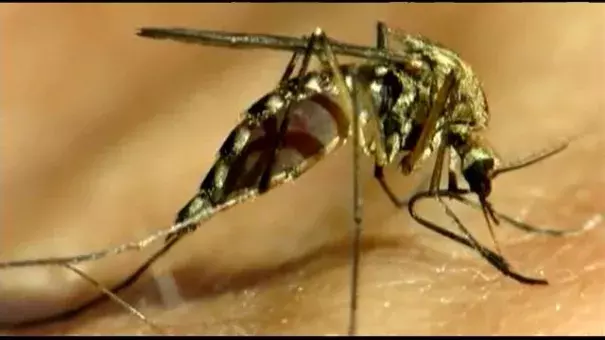 SC officials urge residents to take steps against mosquitoes. Photo: FOX