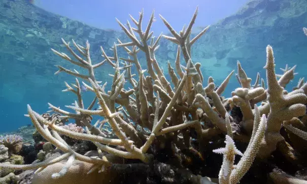Coral bleaching. Photo: The Guardian