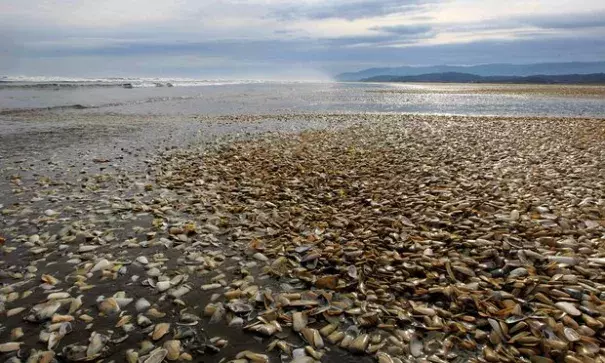 Thousands of clams beached in southern Chile where fish and shellfish has been poisoned by the red tide, heaping economic pressure on fishermen. Photo: Alvaro Vidal, AFP, Getty Images