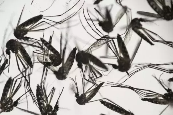 Samples of Aedes aegypti mosquitoes, responsible for transmitting dengue and Zika, sit in a petri dish at the Fiocruz Institute in Recife, Pernambuco state, Brazil. On Nov. 18, 2016, the World Health Organization declared that Zika is no longer a global health emergency. Photo: Associated Press