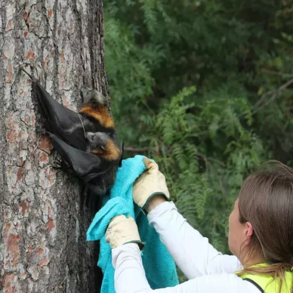 Ecologists say flying foxes with heat stress often cluster together and can suffocate each other. Photo: Kim Robertson, ABC News