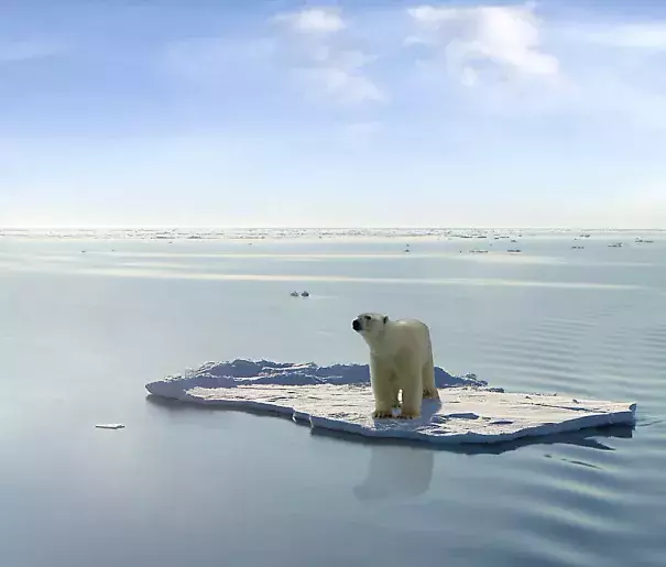 A polar bear managed to get on one of the last ice floes floating in the Arctic sea. Credit: Gerard Van der Leun, Flickr