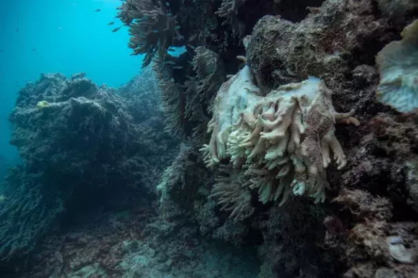 Soft coral decomposing and falling off the reef, captured by the XL Catlin Seaview Survey at Lizard Island on the Great Barrier Reef in May 2016. Photo: Catlin Seaview Survey