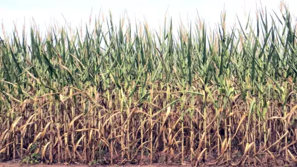 In upstate South Carolina, hundreds of acres of dryland corn that looked fabulous just three to four weeks ago suffered serious damage because of the recent heat wave. Photo: Garland Veasey, Clemson University