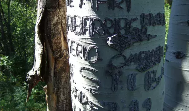 A Basque arborglyph found outside Boise, Idaho. Researchers are cataloging this record of American immigrant experience, etched into trees by sheep herders from the 1890s through the 1980s, but it’s a race against the clock. Photo: Boise State University Arborglyph Database