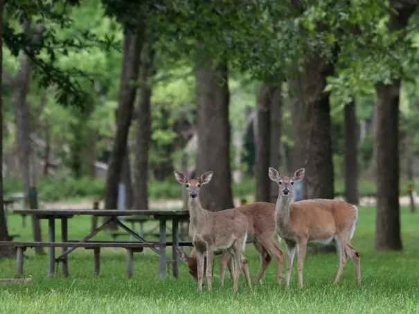 Deer are enjoying the relative quiet at Meramec State Park on Wednesday, May 24, 2017, near Sullivan that won't last much longer. The campgrounds have been closed due to historic flooding of the Meramec River. Photo: J.B. Forbes