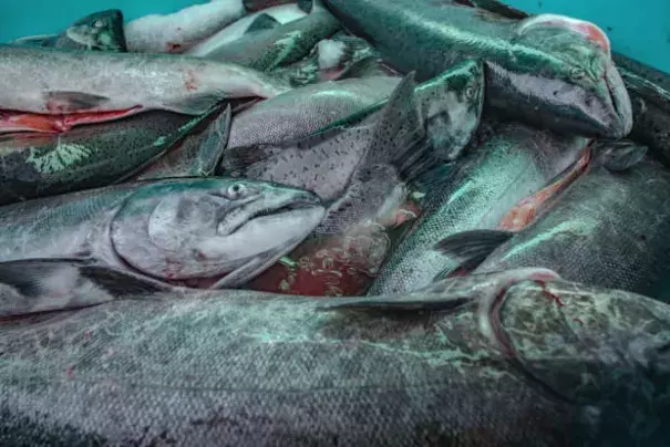 Unusual ocean and climate conditions have significantly harmed several Washington fisheries. Six fisheries in the state could now seek federal assistance to help bring things back to normal. Credit: Sean O'Connor