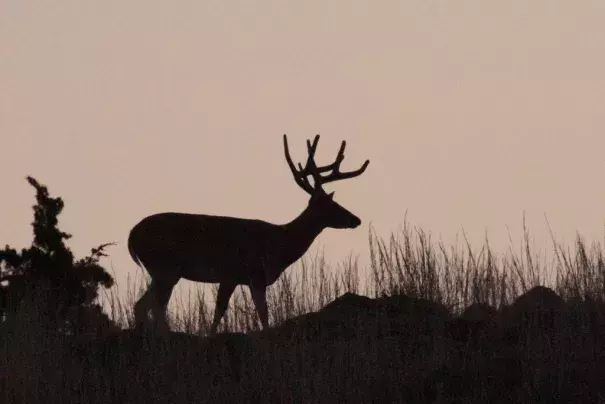 In The Pre-dawn Glow. Photo: Larry Smith, Flickr