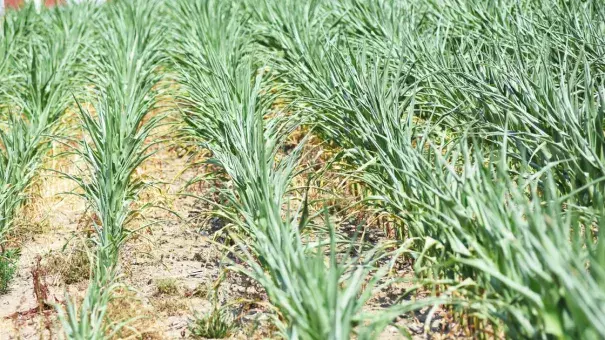 For much of the 2016 growing season in Cayuga County, corn fields, like this one in Aurelius, were dry. This year has brought the opposite situation, with heavy rainfall creating challenges. Photo: The Citizen file