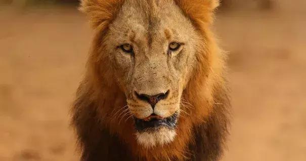 A lion walks through the Pafuri game reserve on July 22, 2010 in Kruger National Park, South Africa. Photo: Cameron Spencer, Getty Images