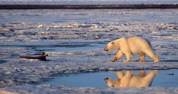 In this undated file photo, a polar bear is shown in the Arctic National Wildlife Refuge in Alaska. Photo: Subhankar Banerjee, AP