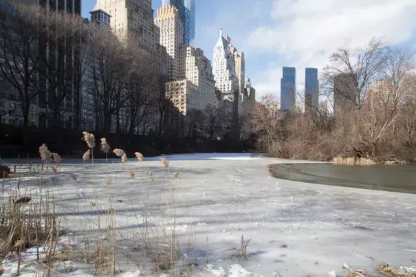 A lake freezes over in Central Park on Feb. 13. Photo: Pacific Press, LightRocket via Getty Images