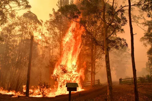 Fire burns a fence in Werombi, 30 miles southwest of Sydney. Credit: Mick Tsikas/EPA-EFE/REX/Shutterstock
