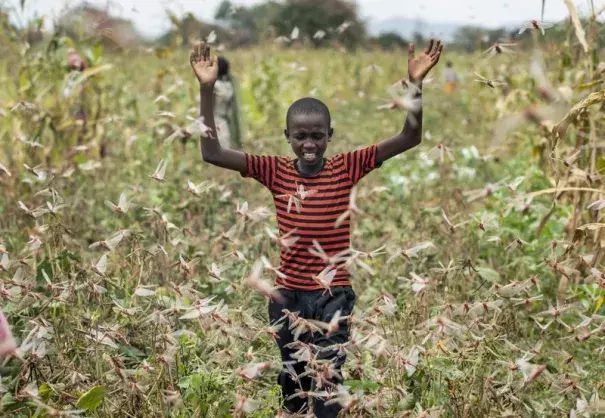 Climate change fueled the desert locust crisis in East Africa