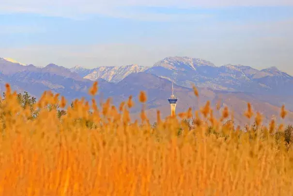 The Stratosphere peeks out above grass at Clark County Wetlands Park in Las Vegas on International Migratory Bird Day, Saturday, March 18, 2017. Photo: Brett Le Blanc, Las Vegas Review Journal