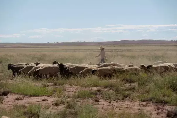 Candice Mendez herds her flock of sheep near Teesto, Arizona, in the south-western part of the Navajo Nation. (Credit: Donovan Quintero/The Guardian)