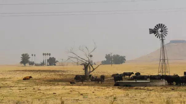 Cows graze in a smoky field north of Fresno. Smoke from the nearby Ferguson fire and other blazes burning throughout the state has drifted and settled into the Central Valley. Photo: Alex Hall, KQED