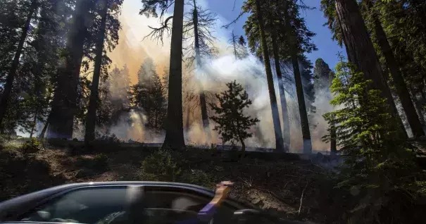 A wildland firefighter carries his gear during a prescribed burn to get rid of dead trees and fallen brush in the Giant Forest in Sequoia National Park. Credit: Gina Ferazzi, Los Angeles Times