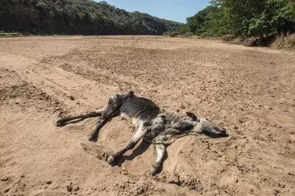 The carcass of a dead cow lies in the Black Umfolozi River, dry from the effects ot the latest severe drought, in Nongoma district north west from Durban, South Africa, on November 9, 2015. Photo: Mujahid Safodien, AFP/Getty Images)