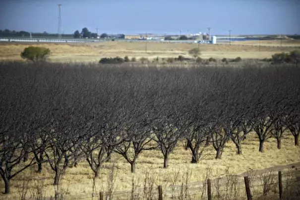 Near-dead crops in California's drought-stricken Westland Water District of the Central Valley in 2009. The state continues its water usage restrictions as the summer heat sets in. Photo: Russel Daniels, AP