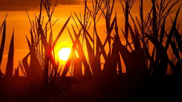 Corn stalks are silhouetted by a setting sun, July 22, 2016, in Pleasant Plains, Illinois, as the temperature hovers around 100 degrees. Photo: Seth Perlman, AP