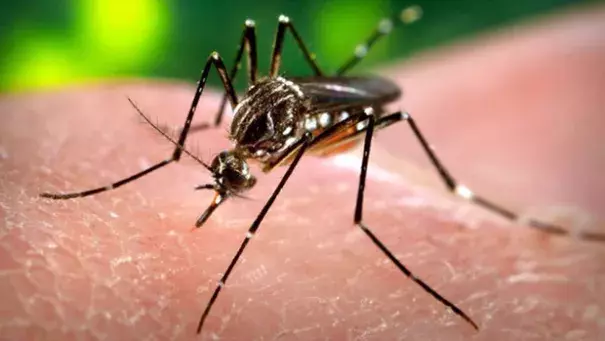 Zika virus. Photo: Center for Disease Control