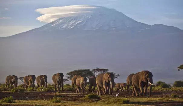 A herd of adult and baby elephants