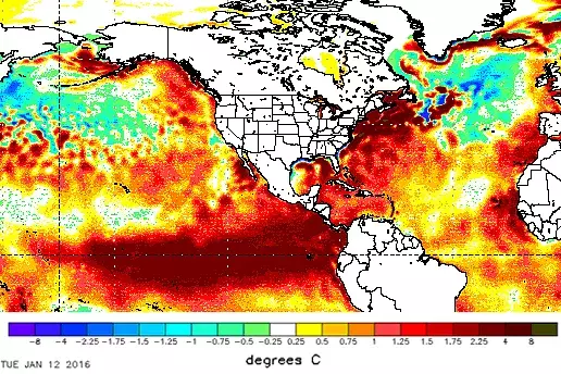 Sea surface temperature difference from average, Jan. 12, 2016. Image: NOAA