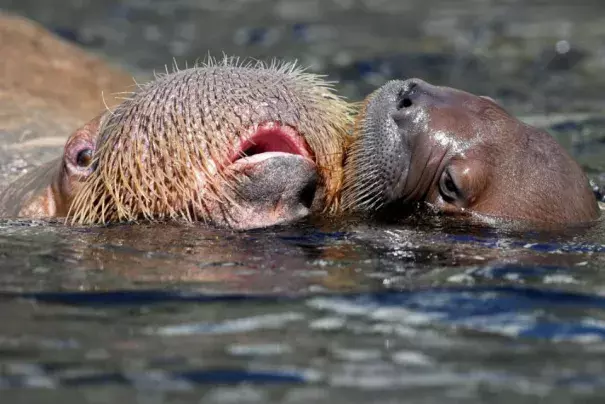 In the warming Arctic, lack of sea ice has forced walruses to swarm in groups of tens of thousands on land in recent years—NOAA says this is creating “problems such as overcrowding which has led to stampedes that have killed calves.” Photo: Fabian Bimmer, Reuters