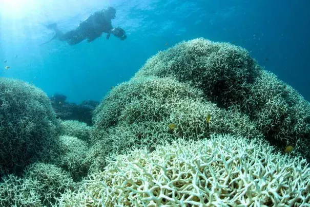 A bleaching-blighted reef off Lizard Island in the Great Barrier Reef. Set off by high water temperatures, bleaching causes the organism to starve. PHOTO: XL Catlin Seaview Survey, AFP