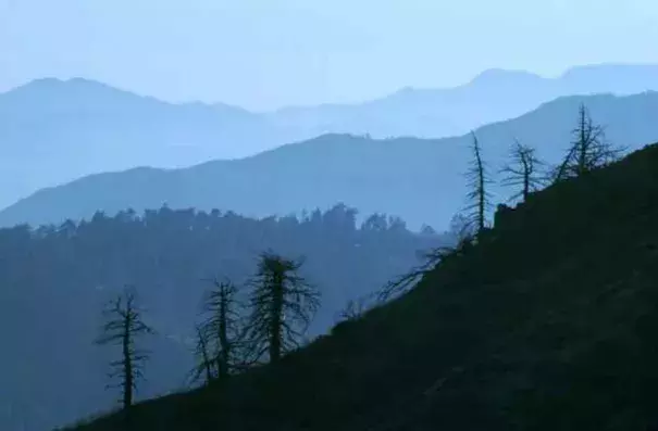 A view of the Angeles National Forest. The governor has declared a state of emergency because of dead trees that pose a fire hazard and a potential mudslide and debris concern during El Nino storms. The state estimates 22 million dead trees and millions more to follow due to the four-year drought. (Staff file photo/Los Angeles News Group) 