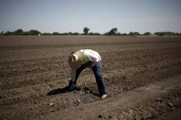 A farmworker plants tomatoes in Los Banos, California. Reuters/Lucy Nicholson