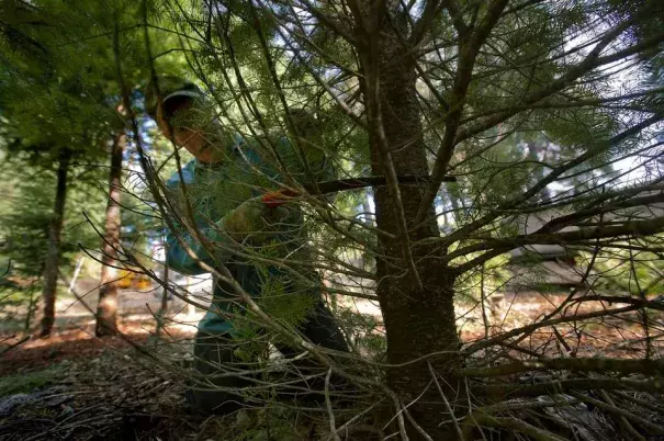 Christmas Trees. Photo: The Sacramento Bee